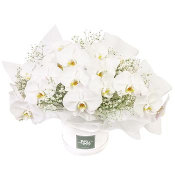 Luxury White Orchids Premium Flowers